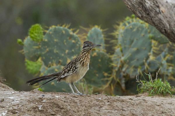 Texas, Hidalgo Co Roadrunner bird next to cacti